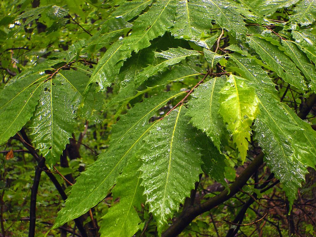 American Chestnut: the Struggle to Save the ‘Redwood of the East’