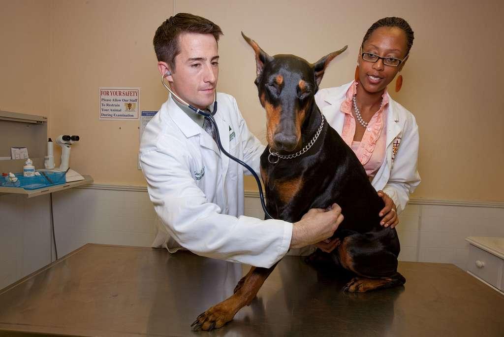 What does “Advanced Veterinary Nurse” mean?