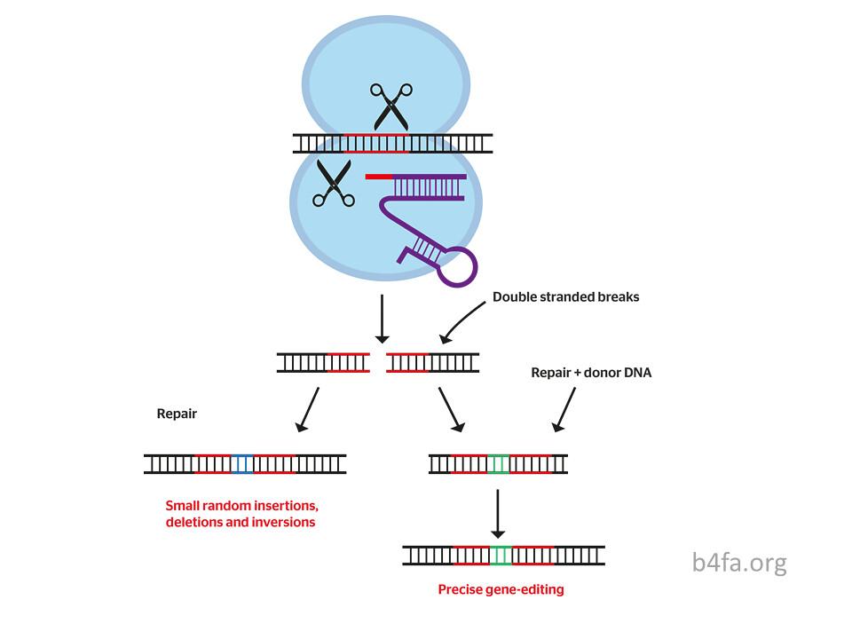 Key benefits of using CRISPR as an antiviral tool