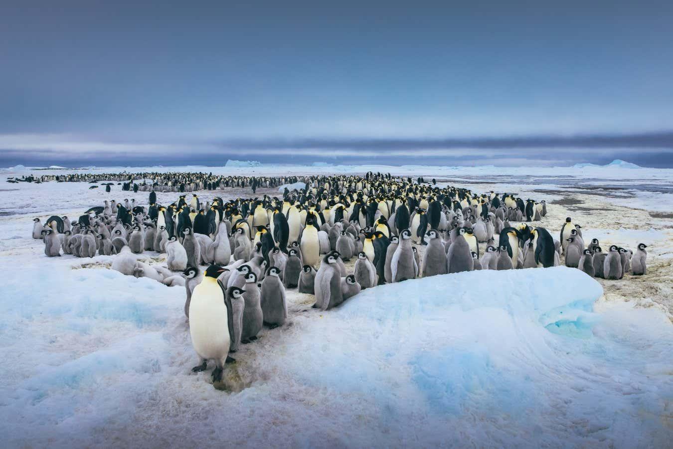 Best Practices for Conducting Research on Penguin Colonies