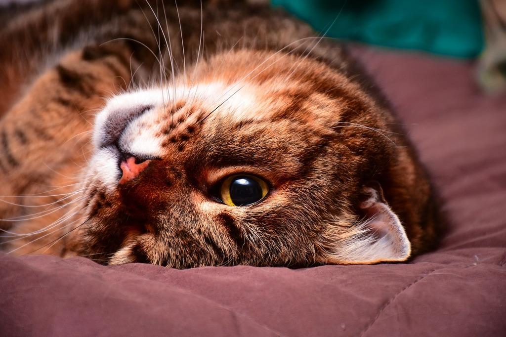 Key Factors Contributing to Feline Stress and Inappropriate Defecation