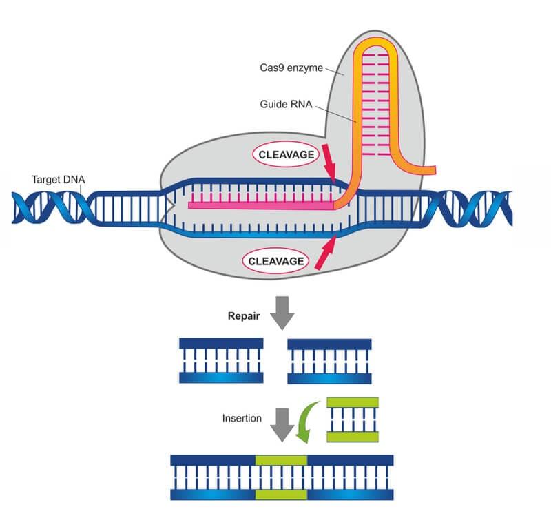 Best practices for implementing CRISPR in antiviral defense strategies