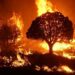 Wildfires in wet African forests have doubled in recent decades, large-scale analysis finds