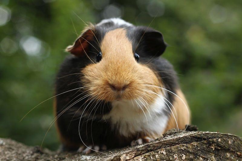 Why do guinea pigs eat their babies?