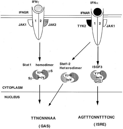 STAT1 regulates neutrophil gelatinase B-associated lipocalin induction in influenza-induced myocarditis