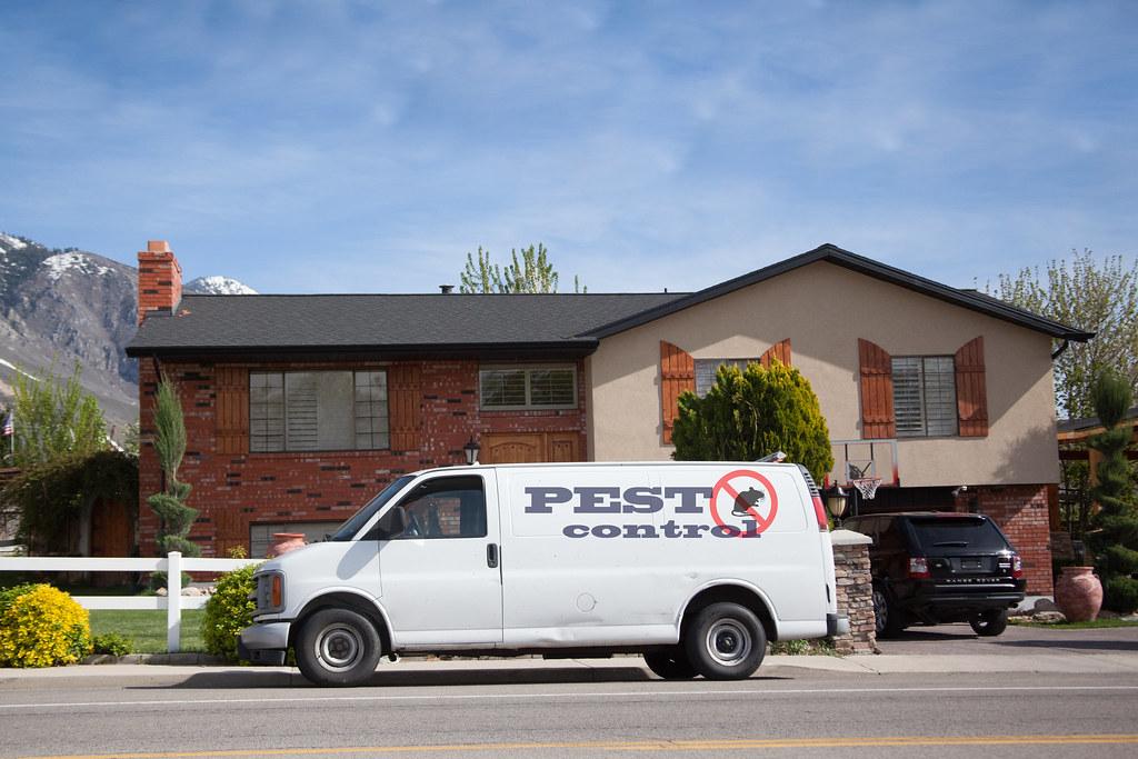 Pest Control Tips For Eliminating Your Ant Problem   