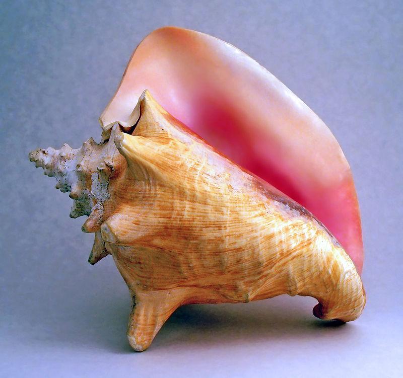 Interpreting the Intricate Patterns of Conch Shell Engravings