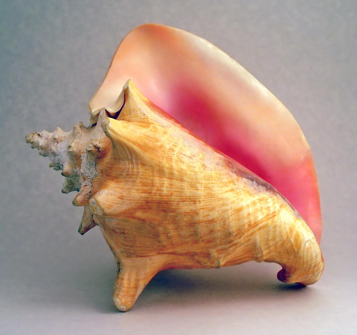 Proposing Future Research Directions for Conch Shell Studies