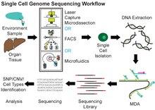 Utilizing Single-Cell Sequencing Techniques