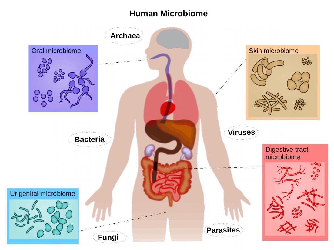 New Insights Into How Microbiome Helps Cause Type 2 Diabetes