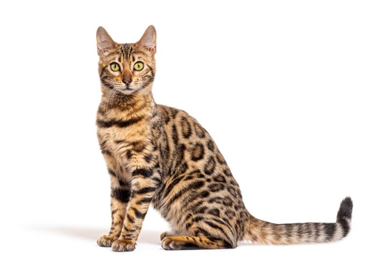 Are Bengal cats too aggressive to make good pets?
